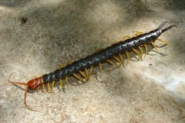 Image of a giant red-headed centipede.