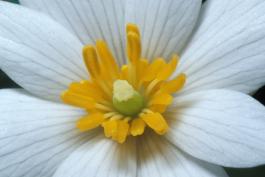 Photo of a bloodroot flower, closeup of center showing yellow stamens