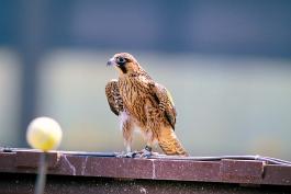 Photo of a juvenile peregrine falcon perched on a building ledge
