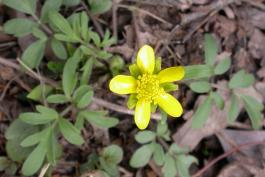 Photo of early buttercup plant with flower