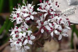 Photo of harbinger of spring flower clusters with coin to show size