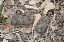 light-colored feral hog scat among fall leaves and twigs