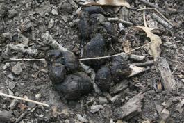 dark-colored feral hog droppings among twigs