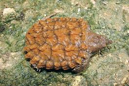 Image of alligator snapping turtle, dorsal view