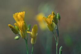 Photo of Missouri bladderpod flowers