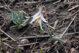 Photo of prairie dogtooth violet