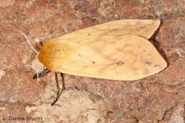 Photo of an Isabella Tiger Moth