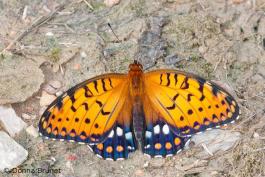 Photo of a male regal fritillary, resting on the ground with wings spread