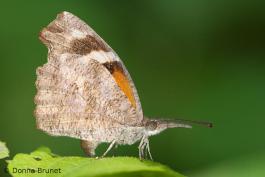 American snout butterfly resting with wings folded