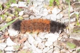 Photo of an Isabella Tiger Moth caterpillar or Woolly Worm