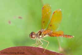 Photo of an Eastern Amberwing dragonfly, Male