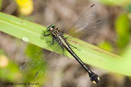 Photo of a Cobra Clubtail dragonfly