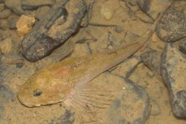 A grotto sculpin on the stream floor. Its has large oval pectoral fins. 