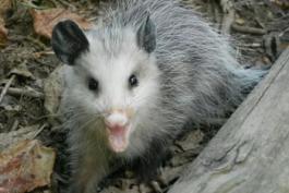 Juveline opossum at Peck Ranch CA