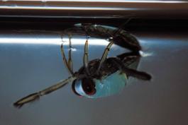 Photo of backswimmer, side view