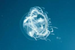 Photo of a freshwater jellyfish