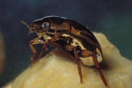 Photo of predaceous diving beetle