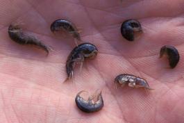 Photo of several amphipods in the palm of a hand.