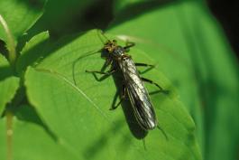 Photo of an adult stonefly on a leaf