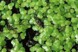 Photo of a water strider amid duckweed leaves