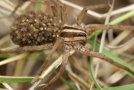 Photo of wolf spider with young