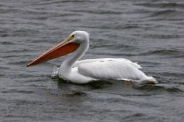 Photograph of an American White Pelican swimming