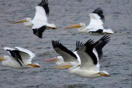 Photograph of American White Pelicans flying above water surface