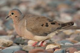 Photograph of a Mourning Dove walking on the ground