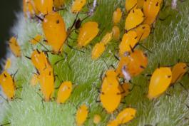 several yellow aphids on plant