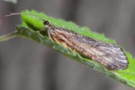 image of Caddisfly on leaf