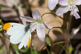 Photo of a falcate orangetip nectaring on a spring beauty flower