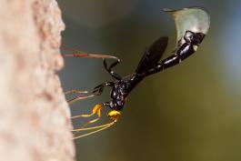 image of Black Giant Ichneumon Wasp on tree trunk