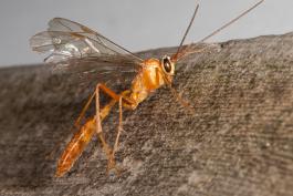 image of an Ichneumon Wasp on tree trunk