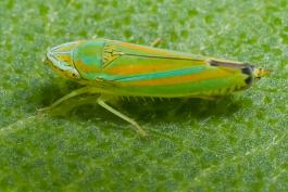 image of a Leafhopper on leaf