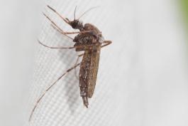 mosquito resting on a white fabric
