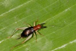 image of Red-Headed Bush Cricket crawling on leaf