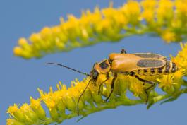 image of Soldier Beetle on Goldenrod