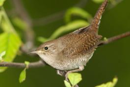Photograph of house wren perched on a branch