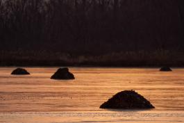 Photograph of several muskrat dens in a wetlands in twilight