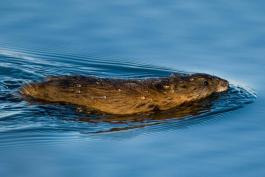 Photograph of a muskrat swimming