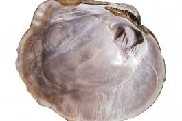 Photograph of Purple Wartyback freshwater mussel shell interior view
