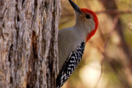 Photograph of a male red-bellied woodpecker