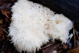 Photo of bearded tooth, a white beardlike mushroom, growing on a rotting log