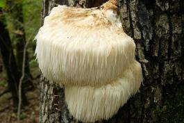Photo of bearded tooth, white round beardlike mushroom growing from tree trunk