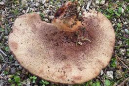 Photo of beefsteak polypore, pored bracket fungus, shown upside-down