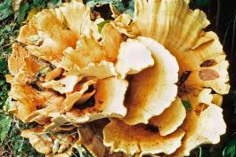 Photo of a Berkeley's polypore, a yellow rosette-shapped cluster of mushrooms