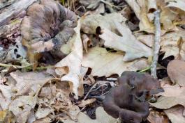 Photo of black trumpets, dark brown vase shaped mushrooms, against fallen leaves