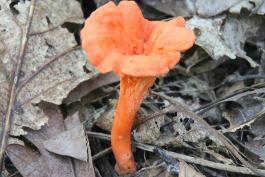 Photo of a cinnabar chanterelle, vase-shaped red-orange mushroom