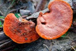 Photo of a cinnabar polypore, which is a reddish orange bracket fungus