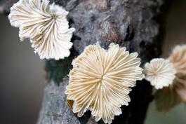 Photo of common split gills, white bracket mushrooms growing on branch